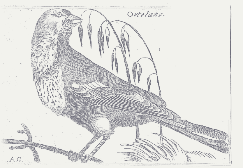Ortolan, plate to be set by art direction